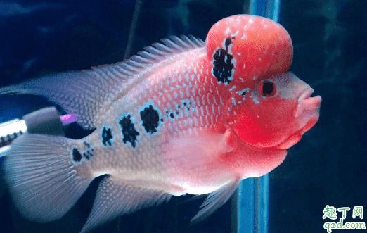 羅漢魚容易養不? 羅漢魚怎么養長的最大1