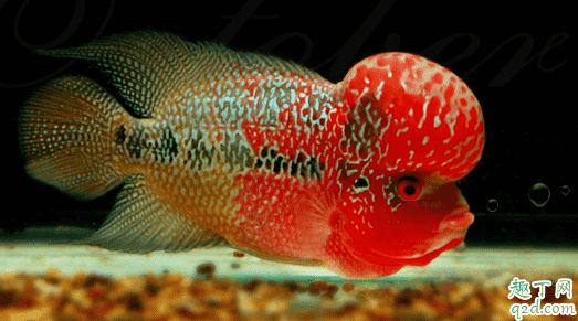 羅漢魚容易養不? 羅漢魚怎么養長的最大2