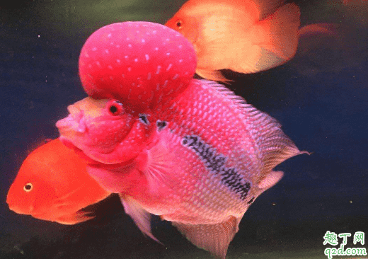 羅漢魚容易養不? 羅漢魚怎么養長的最大3