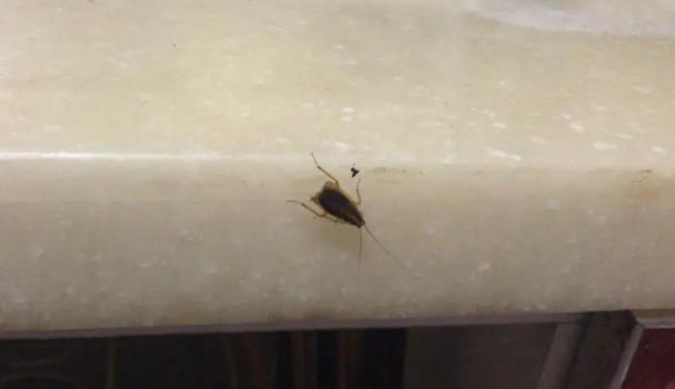 廚房里有蟑螂怎么辦？