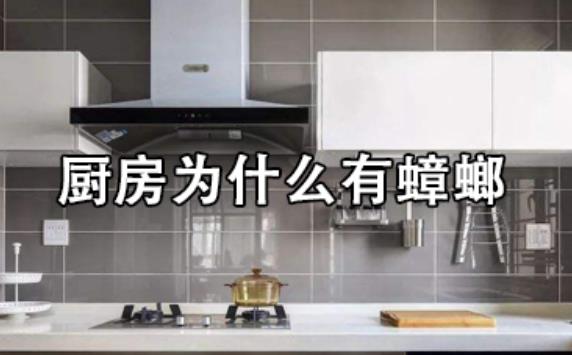 如何做到櫥柜里不進蟑螂？選購櫥柜應該注意哪些