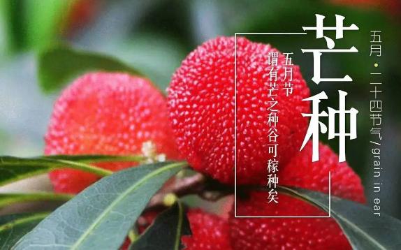 芒種吃什么水果健康？芒種后雨水多嗎