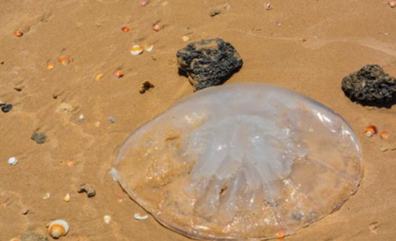 海灘上白色水母有毒嗎？水母有毒為什么海蜇能吃