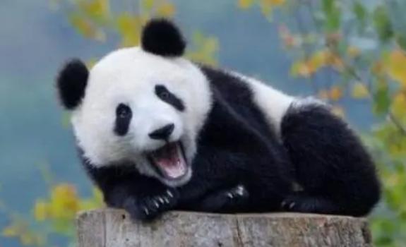大熊貓為什么是黑白的？大熊貓只有中國才有嗎