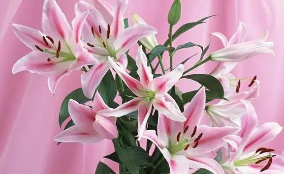 百合花有多少種類及顏色？百合花為什么要在夏天開