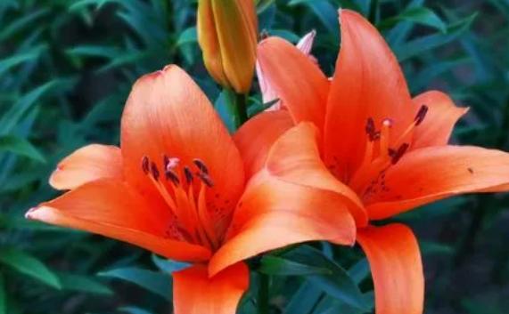 百合花的傳說是什么？百合花開花的形狀是什么樣的