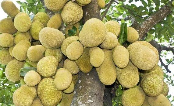 廣東菠蘿蜜幾月份成熟？菠蘿蜜有點酸怎么回事