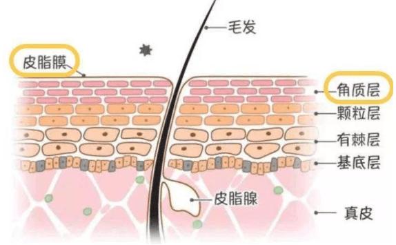 角質層薄如何修復？角質層薄用什么洗面奶