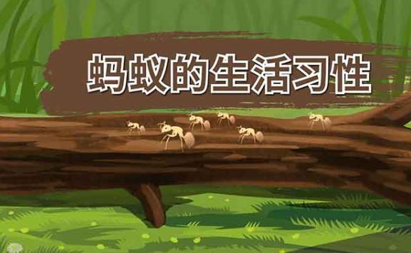 螞蟻的特點和生活特征和外形是什么？螞蟻的分工