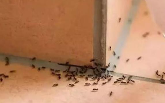 室內螞蟻是怎么產生的？床上有螞蟻怎么消滅掉