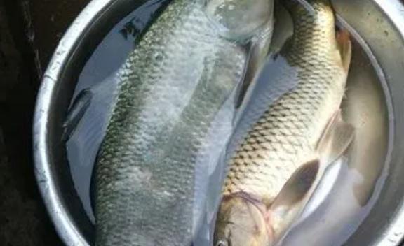 草魚放在盆里能活多久？草魚怎么打花刀