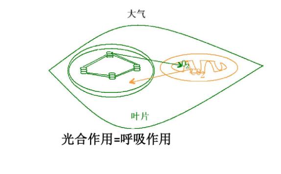 光合作用與呼吸作用的關系是什么？光合作用與有氧呼吸的區別與聯系