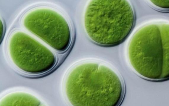 藍藻是原核生物嗎？藍藻是什么