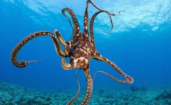 為什么說章魚是四維生物？章魚的特點
