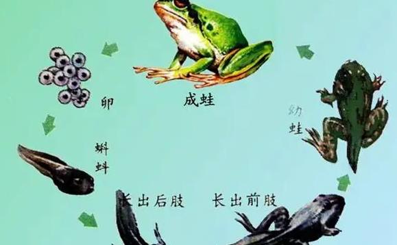 蝌蚪要多久才能變成青蛙？蝌蚪的天敵有哪些