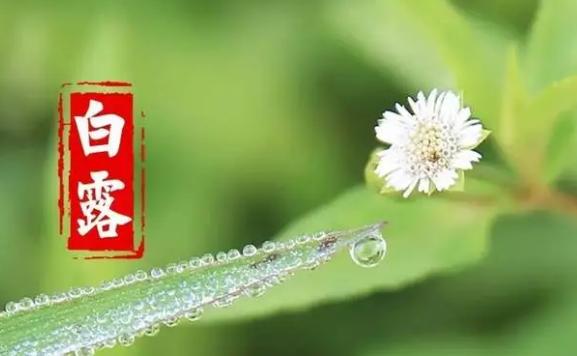 白露節氣的含義是什么？白露要吃什么