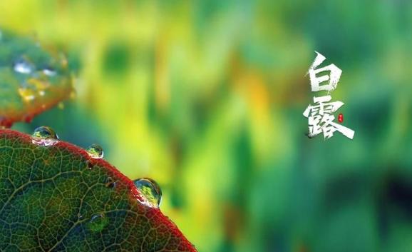白露有什么特征？白露節氣的氣象變化