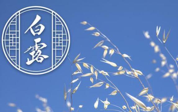 白露有什么象征意義？白露為什么要喝白露茶