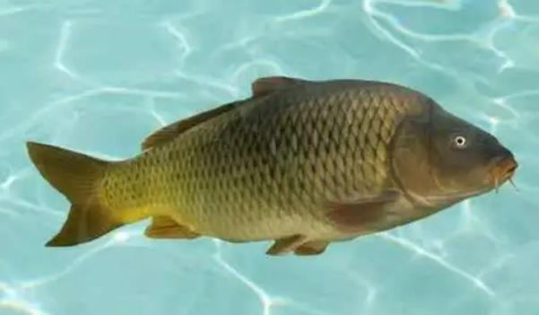 黃河鯉魚主要吃什么(鯉魚食性雜，吃食粗，凡能吃的都吃)