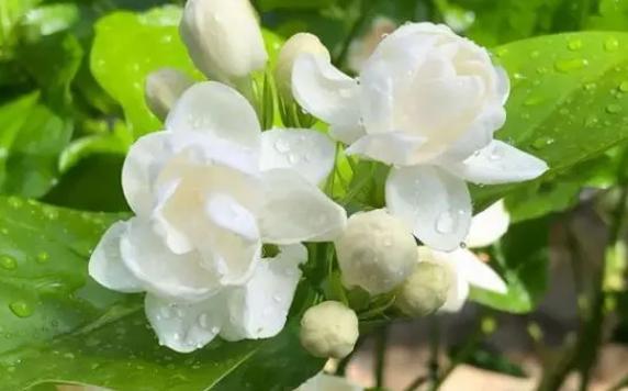 茉莉花放臥室影響睡眠嗎？茉莉花茶與綠茶的區別