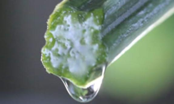 絲瓜水怎么提??？絲瓜水使用方法