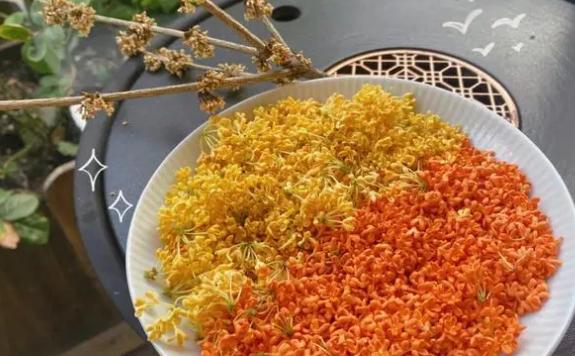 鮮桂花怎么處理成干桂花？桂花采摘和保存方法