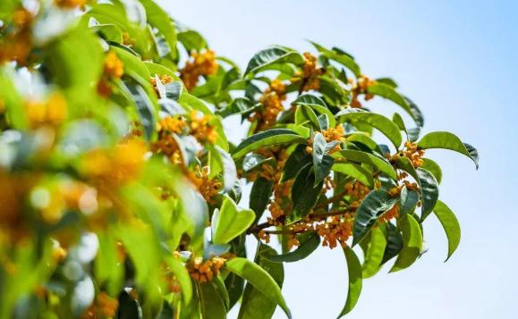 桂花的花期是什么時候呢？桂花的生長環境是怎么樣的