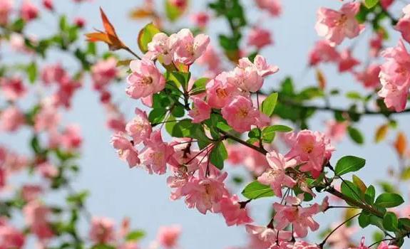 海棠花什么時候開？海棠花生長在什么環境里呢?