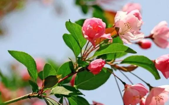 海棠花的種類都有什么？海棠花冬天為什么葉子掉光
