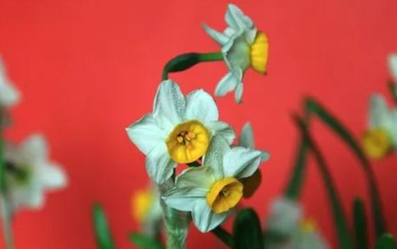 什么水仙花是紅色的？水仙花適合放在哪里
