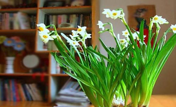 水仙花可以土培嗎？水仙花葉子黃是啥原因