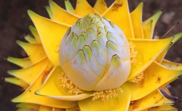 霸王花的生長環境怎么樣呢？霸王花主要分布在哪里呢