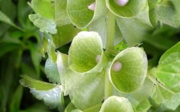 貝殼花的花語是什么呢？貝殼花應該怎么種植呢
