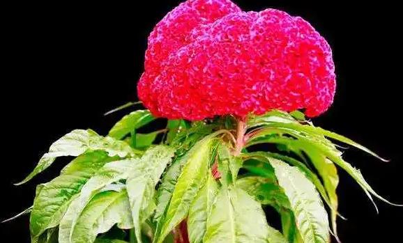 雞冠花是什么顏色的？雞冠花夏天怎么養