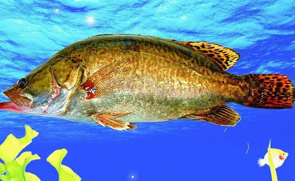桂花魚是淡水魚還是海水魚？桂花魚的價格是多少
