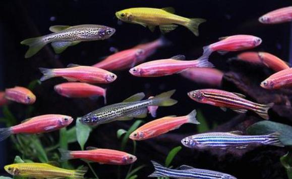 斑馬魚能和什么魚在一起混養？斑馬魚飼養方法