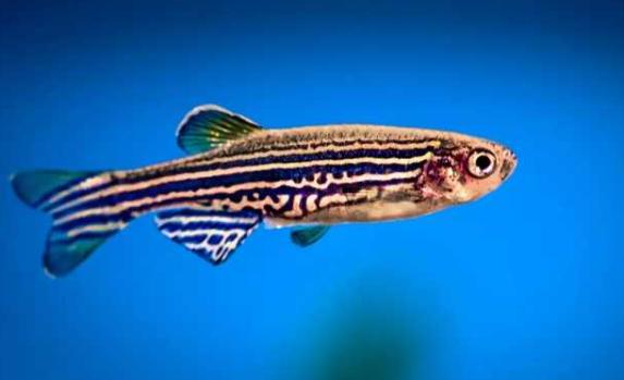 斑馬魚有多少種？斑馬魚怎么繁殖